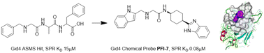 Graphical abstract: Chemical tools for the Gid4 subunit of the human E3 ligase C-terminal to LisH (CTLH) degradation complex
