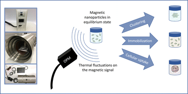 Graphical abstract: Monitoring magnetic nanoparticle clustering and immobilization with thermal noise magnetometry using optically pumped magnetometers