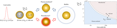 Graphical abstract: Influence of photothermal and plasma-mediated nano-processes on fluence thresholds for ultrafast laser-induced cavitation around gold nanoparticles