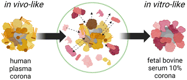 Graphical abstract: Sources of biases in the in vitro testing of nanomaterials: the role of the biomolecular corona