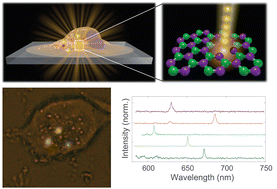 Graphical abstract: Intracellular biocompatible hexagonal boron nitride quantum emitters as single-photon sources and barcodes