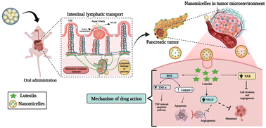 Graphical abstract: Self-assembled nanomicelles for oral delivery of luteolin utilizing the intestinal lymphatic pathway to target pancreatic cancer