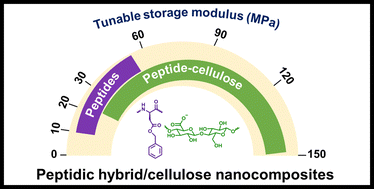 Graphical abstract: Leveraging peptide–cellulose interactions to tailor the hierarchy and mechanics of peptide–polymer hybrids