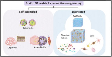 Graphical abstract: Advances in 3D tissue models for neural engineering: self-assembled versus engineered tissue models
