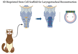 Graphical abstract: 3D bioprinted ferret mesenchymal stem cell-laden cartilage grafts for laryngotracheal reconstruction in a ferret surgical model