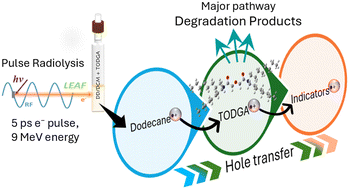 Graphical abstract: Early-stage oxidation and subsequent damage of the used nuclear fuel extractant TODGA; electron pulse radiolysis and theoretical insights