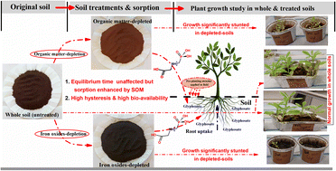 Graphical abstract: Exploring the interactions of glyphosate in soil: the sorption scenario upon soil depletion and effect on waterleaf (Talinum triangulare) growth