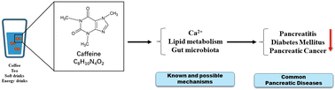 Graphical abstract: The effects of caffeine on pancreatic diseases: the known and possible mechanisms