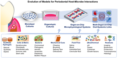Graphical abstract: Advances in modeling periodontal host–microbe interactions: insights from organotypic and organ-on-chip systems