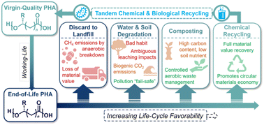 Graphical abstract: Polyhydroxyalkanoates in emerging recycling technologies for a circular materials economy
