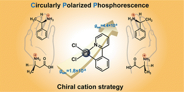 Graphical abstract: Tuning the circularly polarized phosphorescence of platinum(ii) complexes through a chiral cation strategy