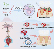 Graphical abstract: Two birds with one stone: natural polyphenols boosted periodontitis treatment of chlorhexidine via reducing toxicity and regulating microenvironments