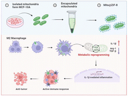Graphical abstract: Encapsulated mitochondria to reprogram the metabolism of M2-type macrophages for anti-tumor therapy