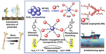 Graphical abstract: Ceria nanoparticles immobilized with self-assembling peptide for biocatalytic applications