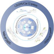 Graphical abstract: Important applications of DNA nanotechnology combined with CRISPR/Cas systems in biotechnology