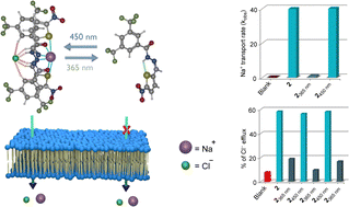 Graphical abstract: Acylhydrazone-based reversibly photoswitchable ion pair transporter with OFF–ON cotransport activity