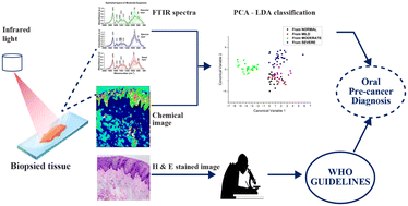 Graphical abstract: A comprehensive FTIR micro-spectroscopic analysis and classification of precancerous human oral tissue aided by machine learning