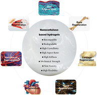 Graphical abstract: Nanocellulose-based hydrogels as versatile materials with interesting functional properties for tissue engineering applications