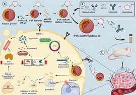 Graphical abstract: Maximising efficacy in HER2-positive breast cancer: immunoliposomal co-delivery of miR155 inhibitor and paclitaxel for targeted therapy
