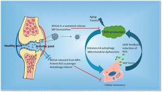 Graphical abstract: Nordihydroguaiaretic acid microparticles are effective in the treatment of osteoarthritis