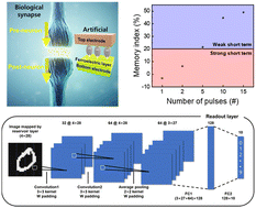 Graphical abstract: Online and offline learning using fading memory functions in HfSiOx-based ferroelectric tunnel junctions