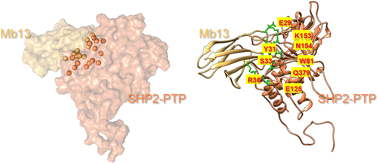 Graphical abstract: Decoding the selective mechanism behind a monobody inhibitor to the phosphatase domain of SHP2: insights from molecular dynamics simulations