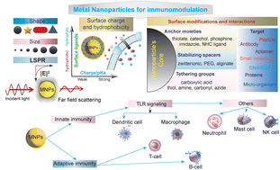 Graphical abstract: Immunomodulatory effects of metal nanoparticles: current trends and future prospects
