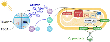 Graphical abstract: Adapting gas fermenting bacteria for light-driven domino valorization of CO2