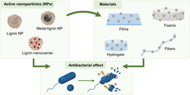 Graphical abstract: Antibacterial lignin-based nanoparticles and their use in composite materials