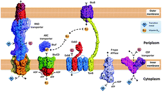 Graphical abstract: Bacterial ATP-driven transporters of transition metals: physiological roles, mechanisms of action, and roles in bacterial virulence