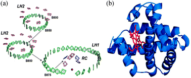 Graphical abstract: The supramolecular approach for the syntheses of porphyrin complex species