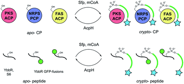 Graphical abstract: Chemoenzymatic exchange of phosphopantetheine on protein and peptide