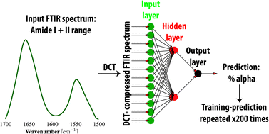 Graphical abstract: The combination of artificial neural networks and synchrotron radiation-based infrared micro-spectroscopy for a study on the protein composition of human glial tumors