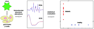 Graphical abstract: Identification of spectral biomarkers for type 1 diabetes mellitus using the combination of chiroptical and vibrational spectroscopy