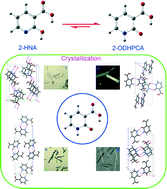 Graphical abstract: Solid-state identity of 2-hydroxynicotinic acid and its polymorphism