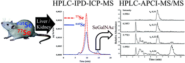 Graphical abstract: Elemental and molecular mass spectrometry for integrated selenosugar speciation in liver and kidney tissues of maternal feeding and supplemented rats