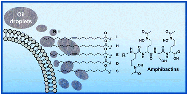 Graphical abstract: Amphiphilic siderophore production by oil-associating microbes