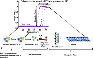 Graphical abstract: Zn2+, Cd2+ and Cu2+ mediated formation of amyloid like fibrils by the monomers of β-sheet rich peanut agglutinin