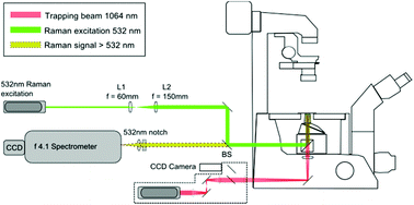 Graphical abstract: Automated analysis of single cells using Laser Tweezers Raman Spectroscopy