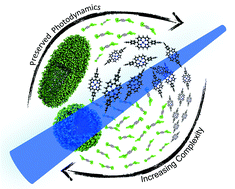 Graphical abstract: Retaining individualities: the photodynamics of self-ordering porphyrin assemblies