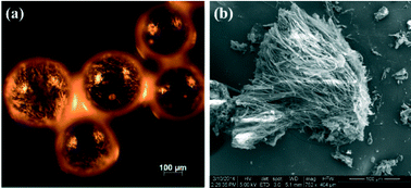 Graphical abstract: Polymorphism of vanillin revisited: the discovery and selective crystallization of a rare crystal structure