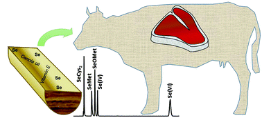 Graphical abstract: Development and application of a selenium speciation method in cattle feed and beef samples using HPLC-ICP-MS: evaluating the selenium metabolic process in cattle