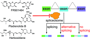 Graphical abstract: Discoveries, target identifications, and biological applications of natural products that inhibit splicing factor 3B subunit 1