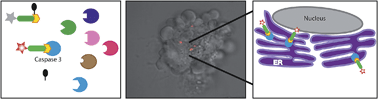 Graphical abstract: A novel quenched fluorescent activity-based probe reveals caspase-3 activity in the endoplasmic reticulum during apoptosis