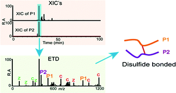 Graphical abstract: Disulfide bond characterization of endogenous IgG3 monoclonal antibodies using LC-MS: an investigation of IgG3 disulfide-mediated isoforms