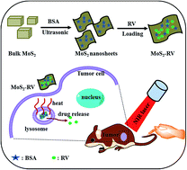 Graphical abstract: Facile exfoliation of MoS2 nanosheets by protein as a photothermal-triggered drug delivery system for synergistic tumor therapy