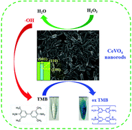 Graphical abstract: Synthesis of EDTA-assisted CeVO4 nanorods as robust peroxidase mimics towards colorimetric detection of H2O2