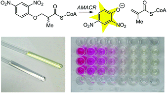 Graphical abstract: A novel colorimetric assay for α-methylacyl-CoA racemase 1A (AMACR; P504S) utilizing the elimination of 2,4-dinitrophenolate