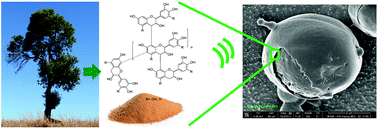 Graphical abstract: Synthesis of nano- and microstructures from proanthocyanidins, tannic acid and epigallocatechin-3-O-gallate for active delivery