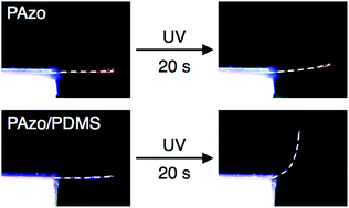 Graphical abstract: Interpenetrating polymer networks of liquid-crystalline azobenzene polymers and poly(dimethylsiloxane) as photomobile materials